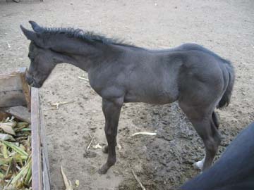 dusty colt